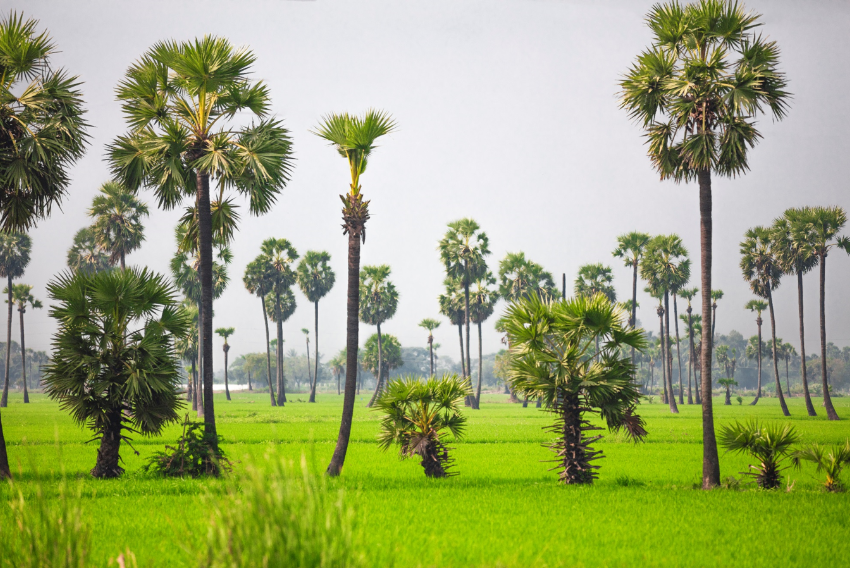 சமூகப் பொருளாதாரத்தை வளர்க்கும் பனைமரங்கள் – ஸ்பெஷல் ரிப்போர்ட்