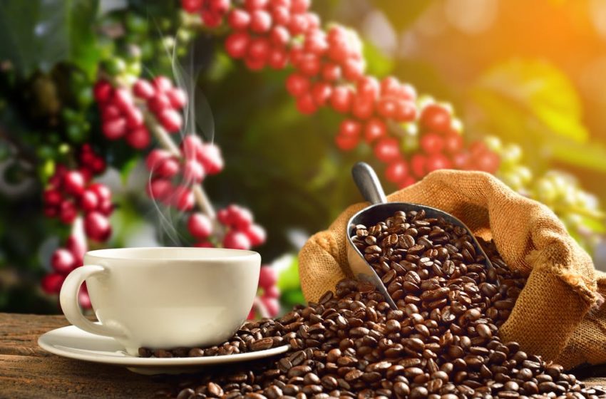 சர்வதேச காஃபி விலை உயர்வு எதிரொலி ! பிரேசிலை விட்டு ஆப்பிரிக்காவுக்குத் தாவும் வணிகர்கள் !